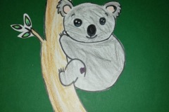 Koala 1
